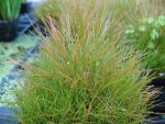eleocharis-acicularis