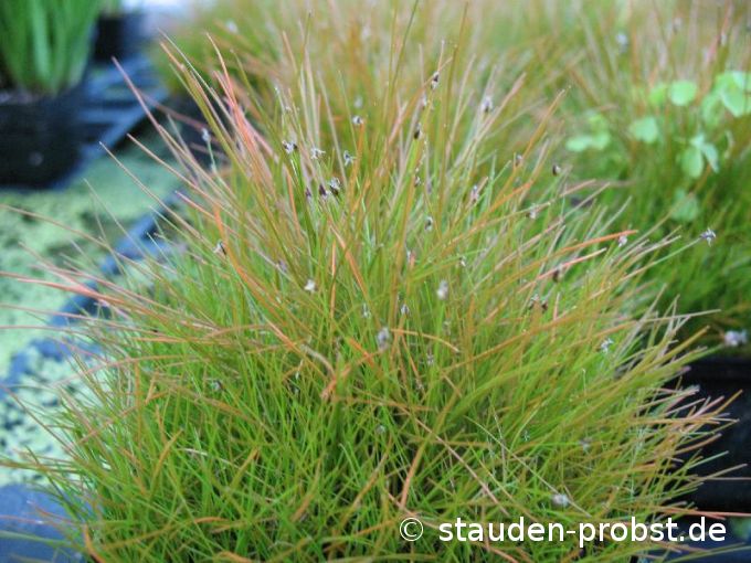 Eleocharis acicularis - Nadelsimse