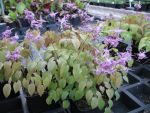 epimedium-grandiflorum-lilafee-2