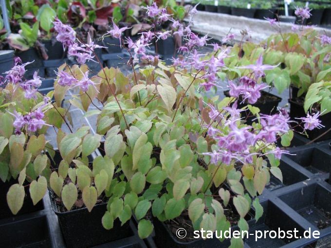 Epimedium grandiflorum 'Lilafee' - Elfenblume
