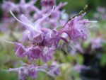 epimedium-grandiflorum-lilafee