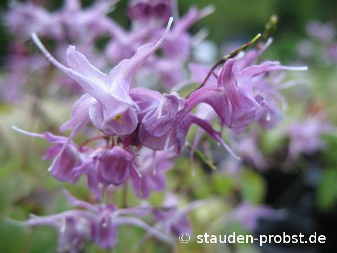 Epimedium grandiflorum 'Lilafee' - Elfenblume