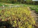epimedium-perralchicum-frohnleiten-3