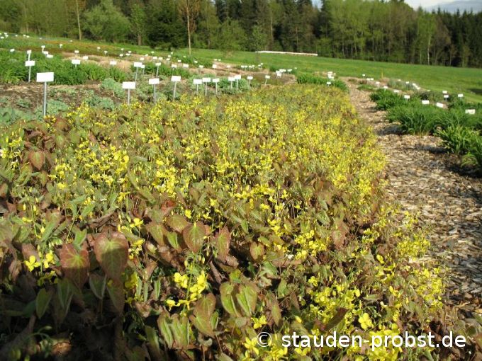 Epimedium x perralchicum 'Frohnleiten' - Elfenblume