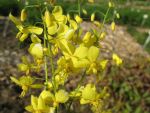 epimedium-perralchicum-frohnleiten-4