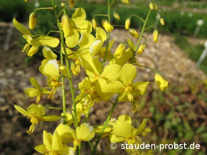 Epimedium x perralchicum 'Frohnleiten' - Elfenblume