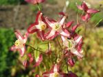 epimedium-rubrum-2