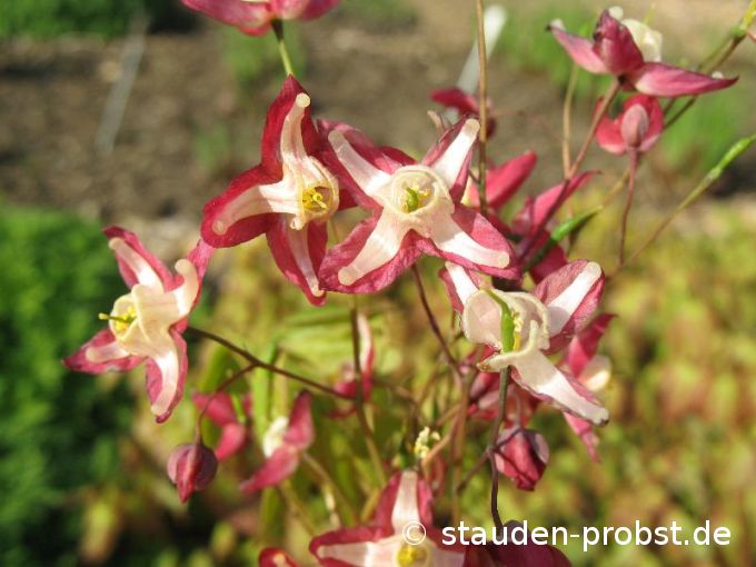 Epimedium x rubrum - Elfenblume