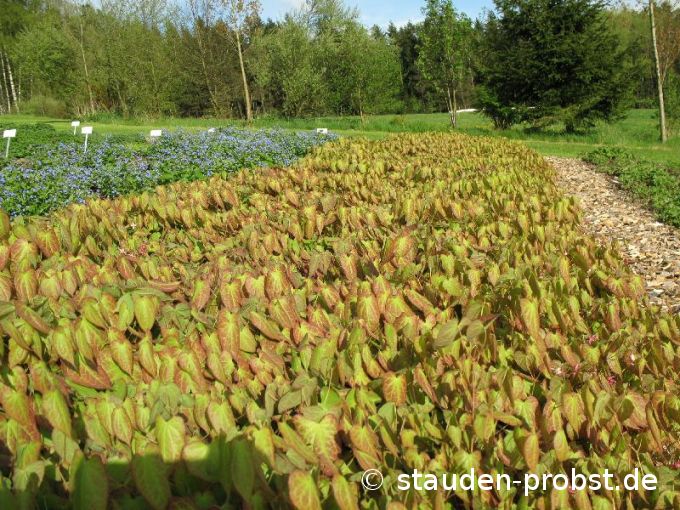 Epimedium x rubrum - Elfenblume
