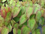 epimedium-versicolor-cupreum-2