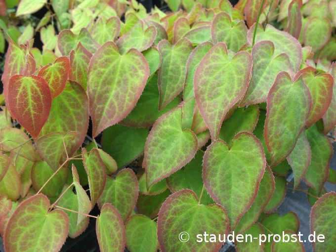 Epimedium versicolor 'Cupreum' - Elfenblume