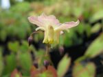 epimedium-versicolor-cupreum