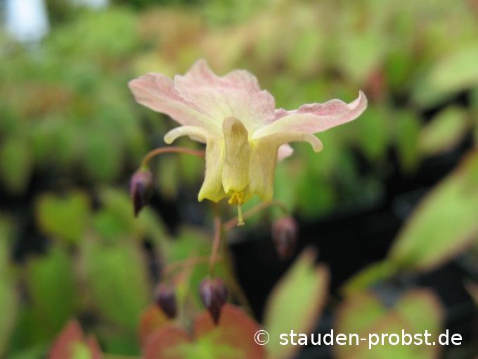 Epimedium versicolor 'Cupreum' - Elfenblume