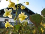 epimedium-versicolor-sulphureum-4