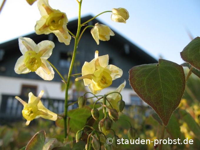 Epimedium versicolor 'Sulphureum' - Elfenblume
