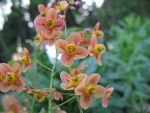 epimedium-warleyense-2