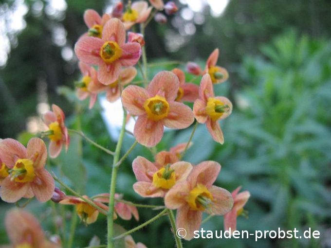 Epimedium warleyense - Warley Elfenblume