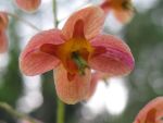 epimedium-warleyense