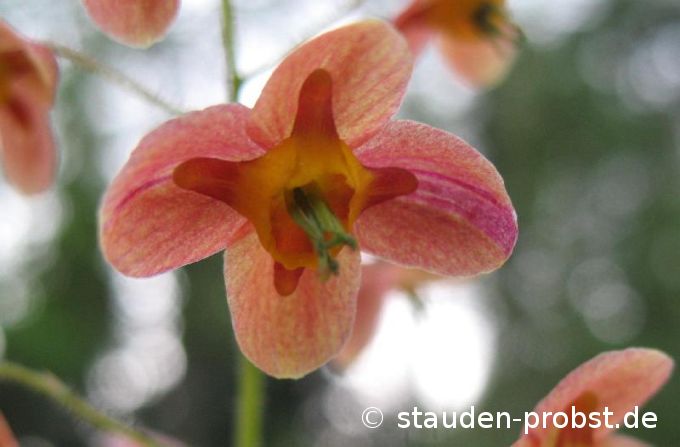 Epimedium warleyense - Warley Elfenblume