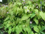 epimedium-youngianum-roseum-2