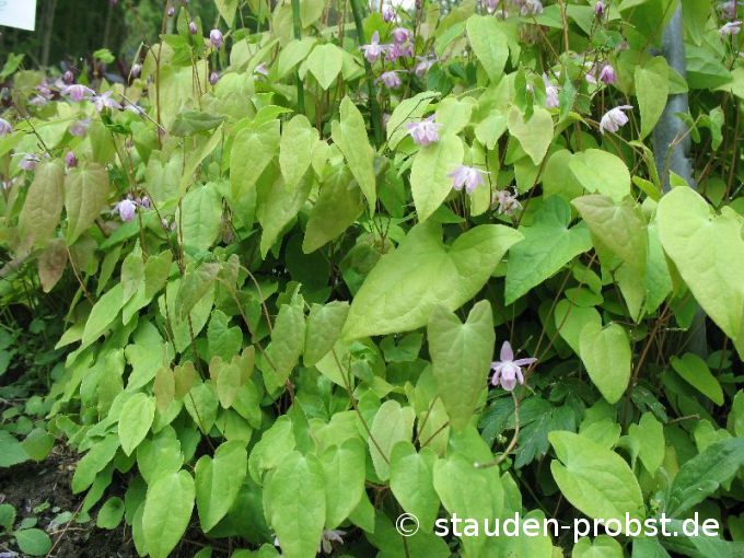 Epimedium youngianum 'Roseum' - Elfenblume