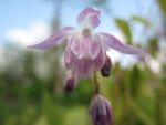 epimedium-youngianum-roseum