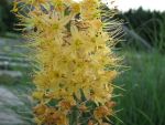 eremurus-isabellinus-ruiters-hybriden-2