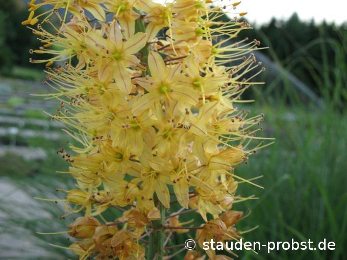 Eremurus isabellinus 'Ruiters Hybriden' - Steppenkerze, Cleopatranadel, Lilienschweif