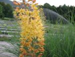 eremurus-isabellinus-ruiters-hybriden