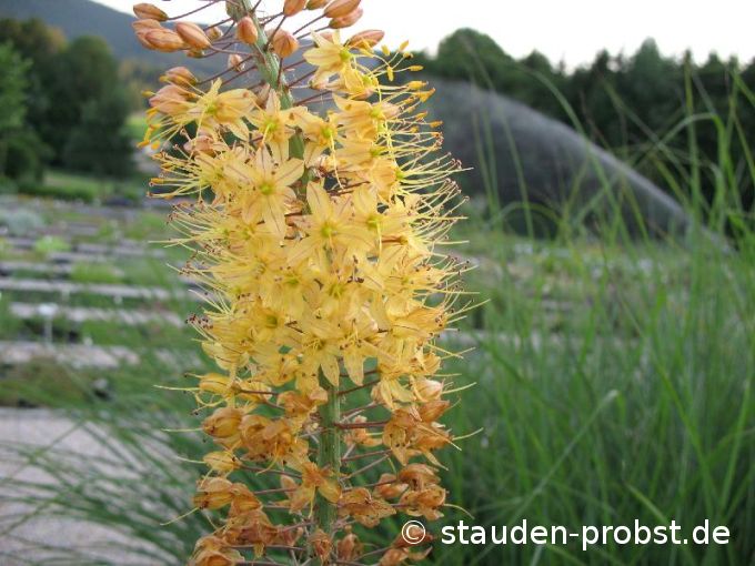 Eremurus isabellinus 'Ruiters Hybriden' - Steppenkerze, Cleopatranadel, Lilienschweif