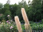 eremurus-robustus-3