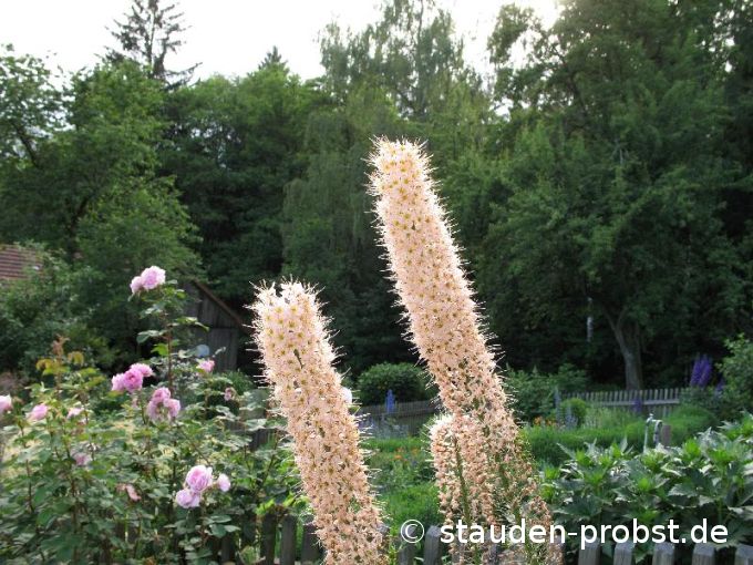 Eremurus robustus - Riesensteppenkerze