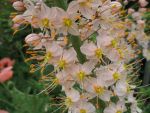 eremurus-robustus