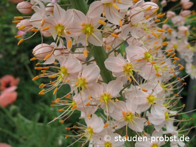 Eremurus robustus - Riesensteppenkerze, Cleopatranadel, Lilienschweif