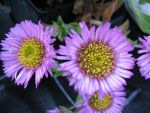 erigeron-sea-breeze
