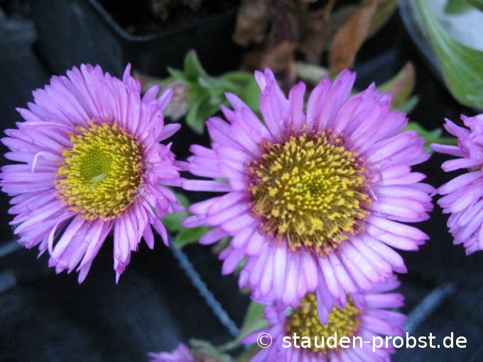 Erigeron 'Sea Breeze'