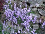 erinus-alpinus-dr-haehnle-2