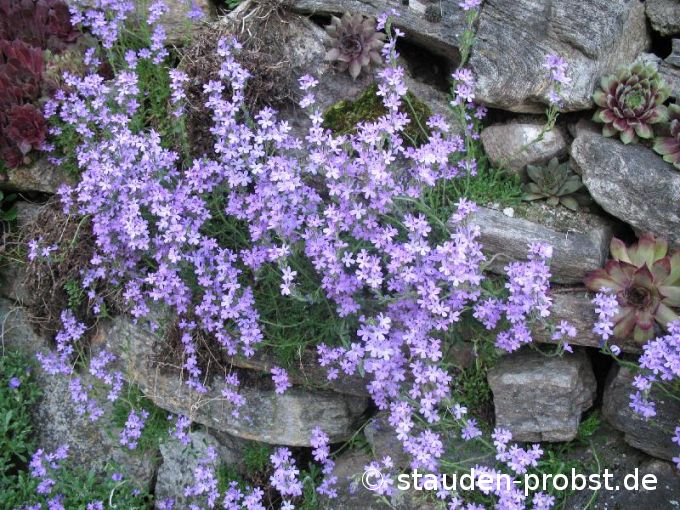 Erinus alpinus 'Dr. Hähnle' - Alpenleberbalsam