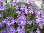 erinus-alpinus-dr-haehnle