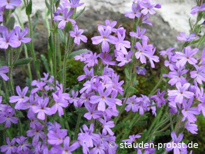 Erinus alpinus 'Dr. Hähnle' - Alpen Leberbalsam