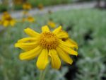 eriophyllum-lanatum-2
