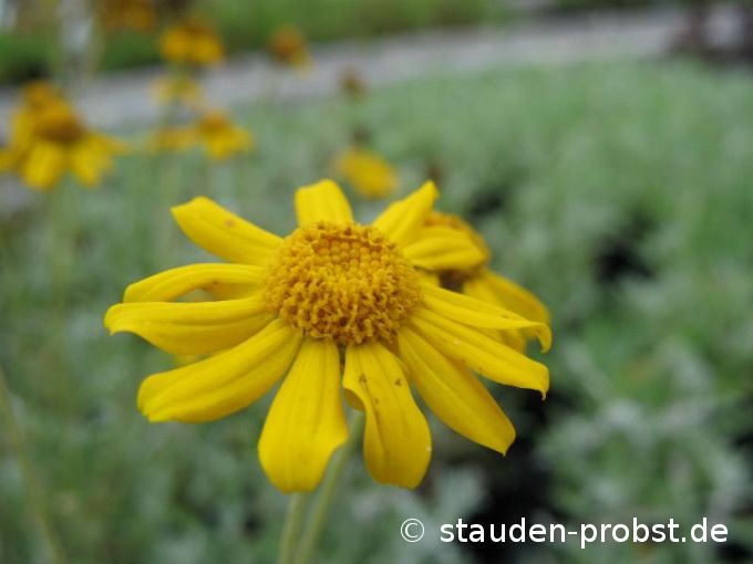 Eriophyllum lanatum - Wüstengoldaster