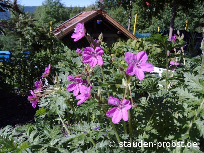Erodium manescavii - Pyrenäen Reiherschnabel