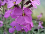 erysimum-bowles-mauve