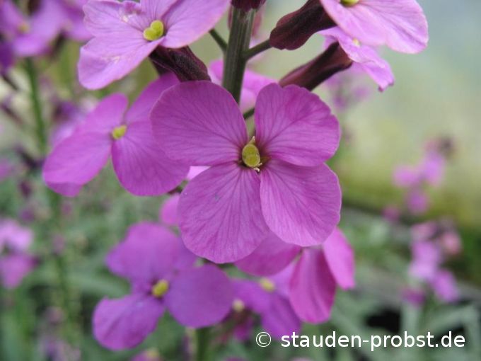 Erysimum 'Bowles Mauve' - Schöterich