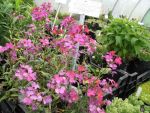 erysimum-latifolium-constant-cheer-2