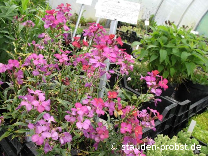 Erysimum latifolium 'Constant Cheer' - Schöterich