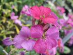 erysimum-latifolium-constant-cheer