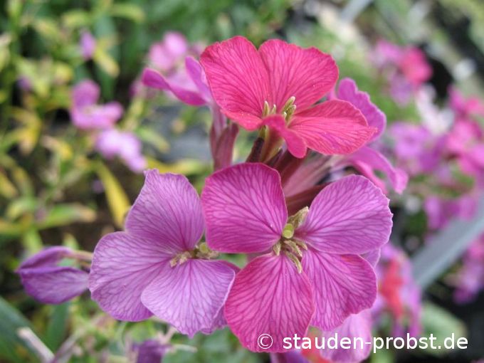 Erysimum latifolium 'Constant Cheer' - Schöterich