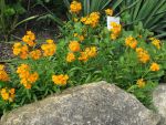 erysimum-pulchellum-orange-flame-2